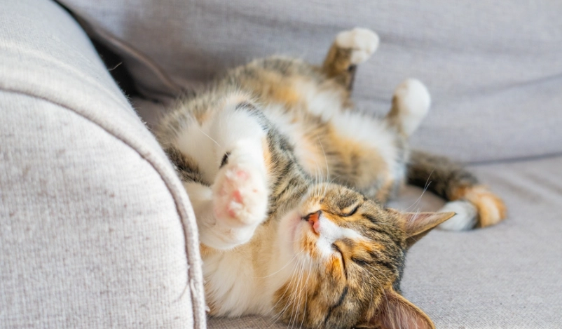 解讀貓咪行為語言：從尾巴到叫聲的完整指南