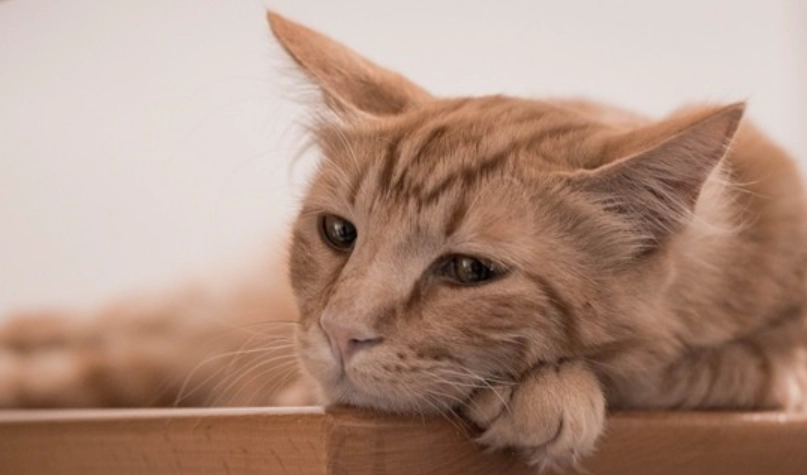 貓咪吐粉色的水：原因、症狀與緊急處理全指南