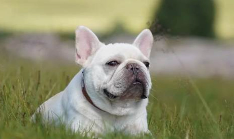 法鬥飼養注意事項