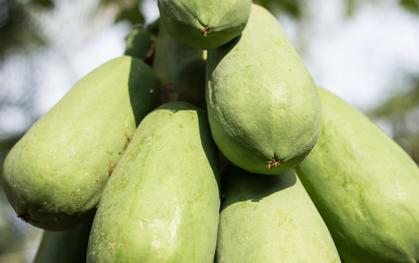 青木瓜不能和什么一起吃