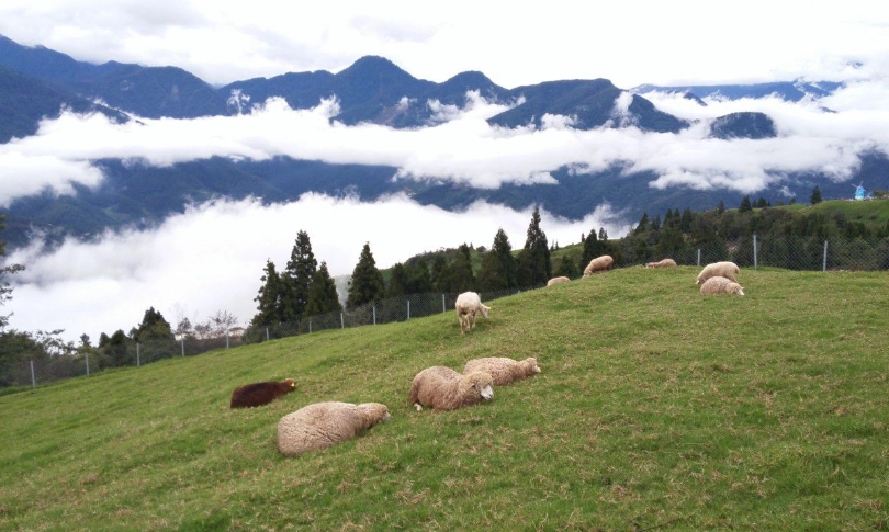 阿里山一日遊行程規劃：必玩景點、交通方式與時間安排全攻略