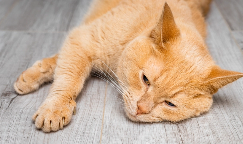 貓咪吐粉紅色液體