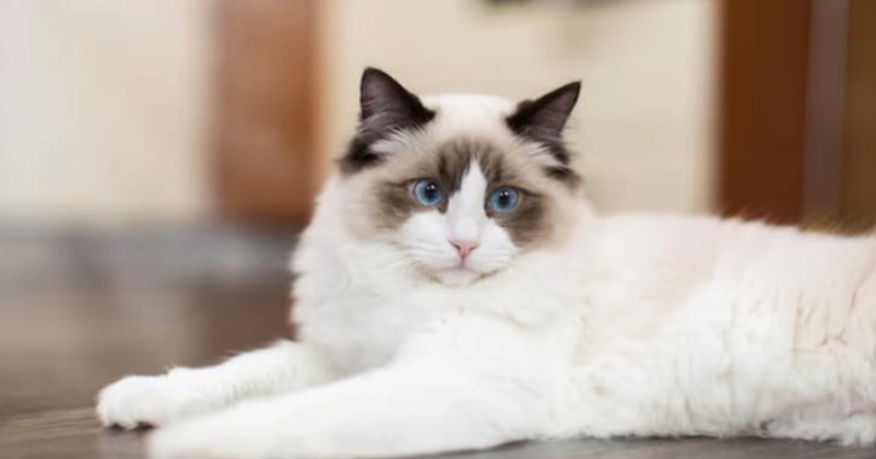 布偶貓體重過輕