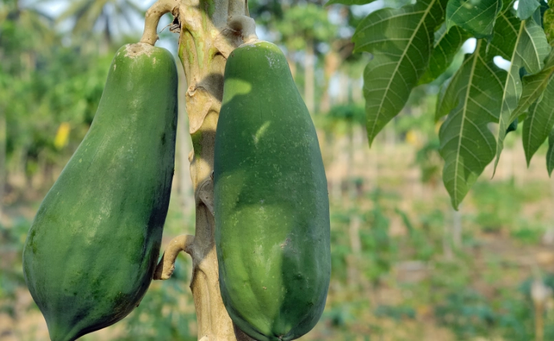 青木瓜不能和什么一起吃