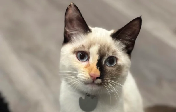 暹羅貓混虎斑：混種貓特徵、養護與常見問題全解析