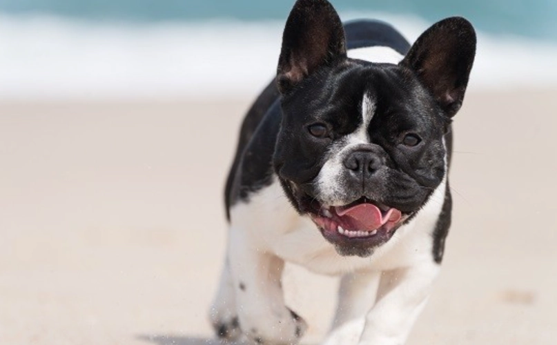 法鬥個性大解析：揭開牠們固執、親人又愛放屁的真實面貌