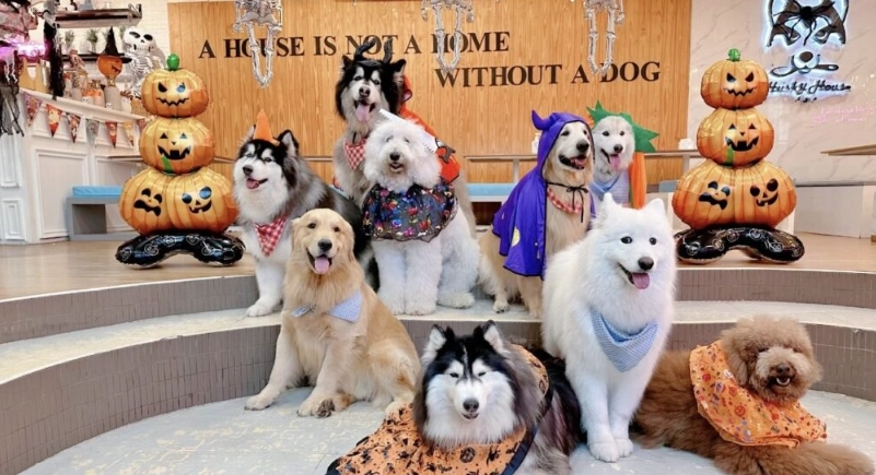 哈士奇阿拉斯加景點全攻略：交通、門票與互動秘訣大公開