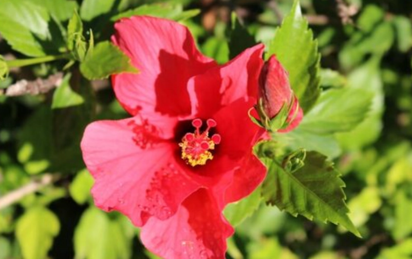 芙蓉種植禁忌大公開！避開這5大地雷，新手也能花開滿園
