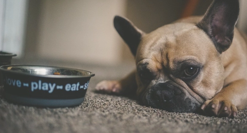 狗狗感冒可以吃什麼