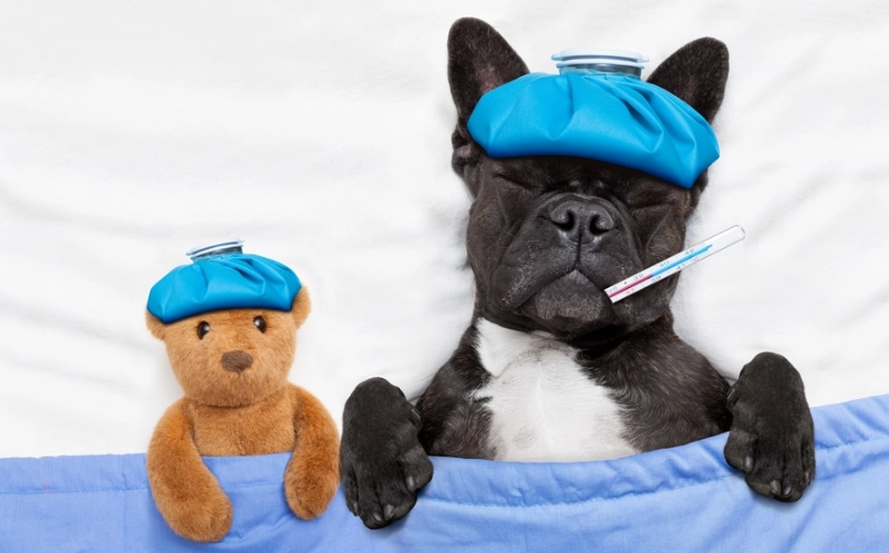 狗狗感冒可以吃什麼