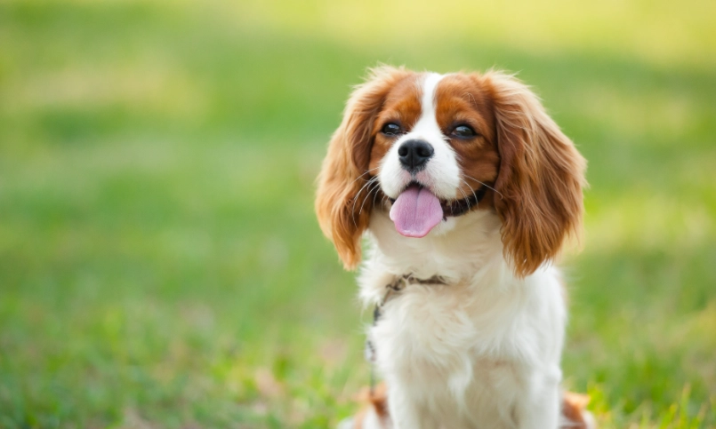 第一次養狗品種怎麼選？新手飼主完整指南與推薦清單