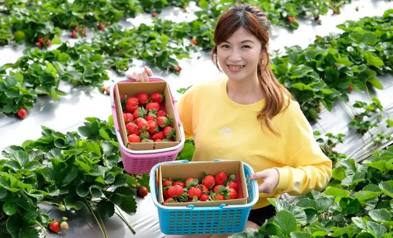 馬拉邦山採草莓