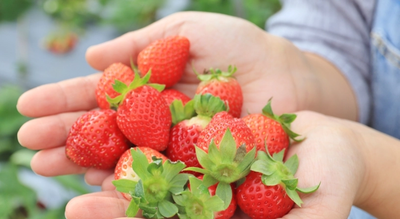馬拉邦山採草莓