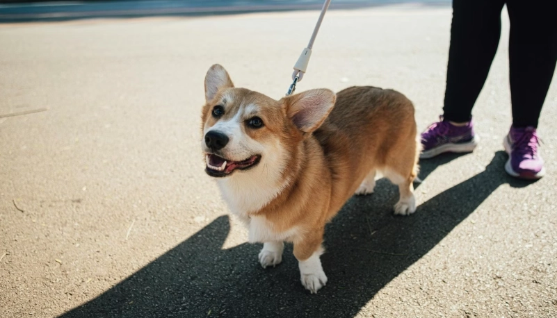 台灣適合養的狗