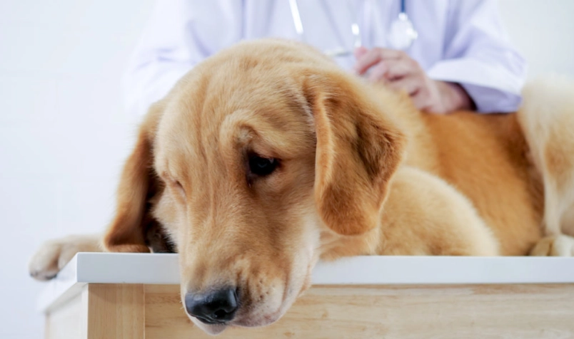 狗狗胰臟炎指數全解析：症狀、檢測、治療與預防終極指南