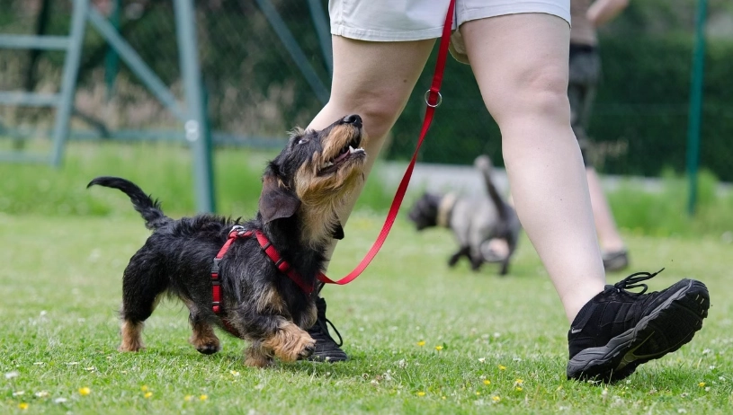台灣適合養的狗