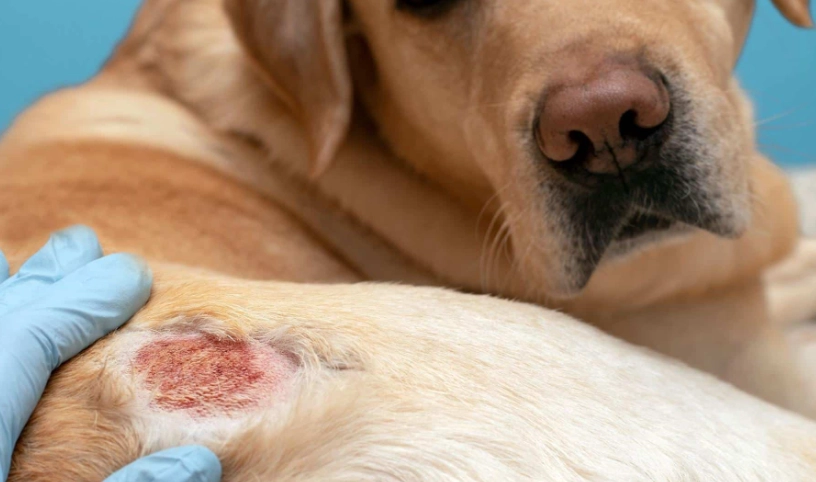 寵物皮膚病預防