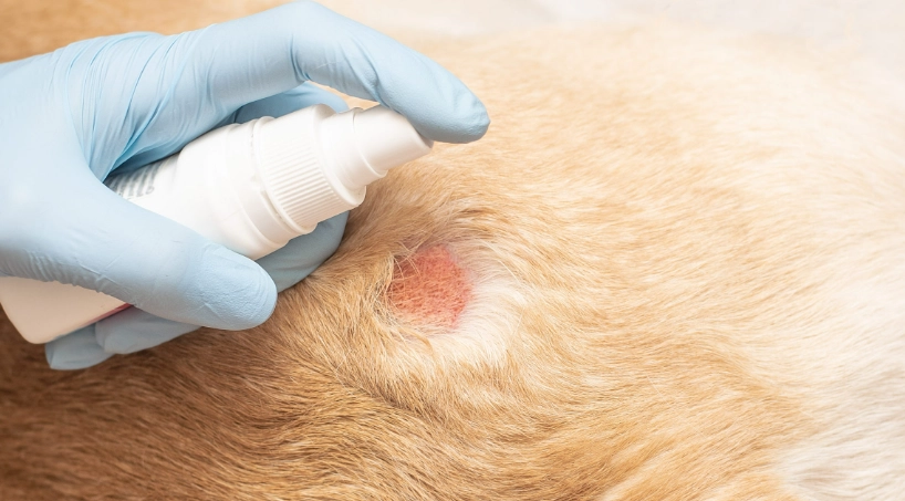 狗狗皮膚病傳染