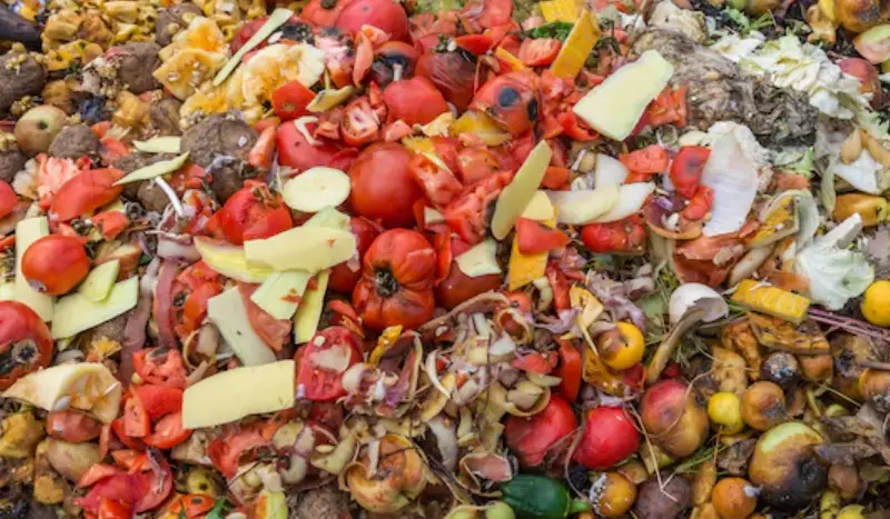 九層塔肥料製作