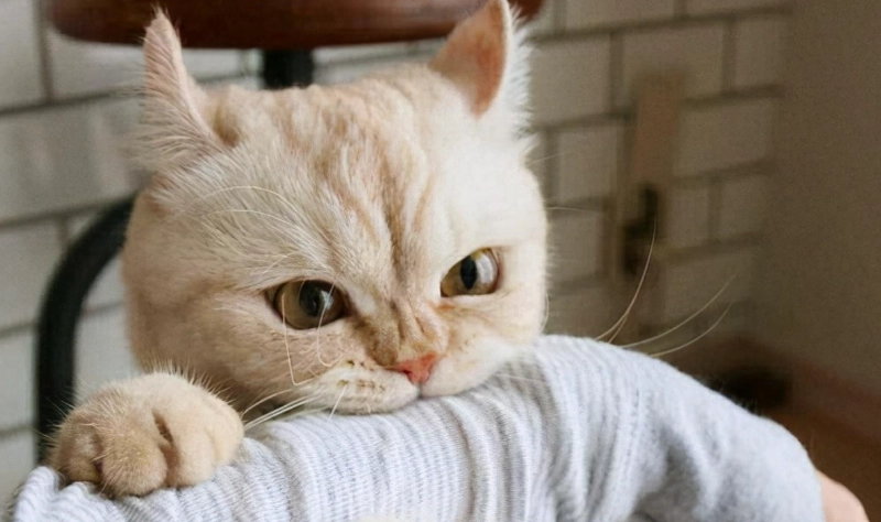 貓咪狩獵主人：揭開貓咪本能行為與主人互動的真相