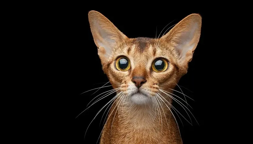 貓咪智商排名大公開！聰明貓品種與智商測試方法全解析