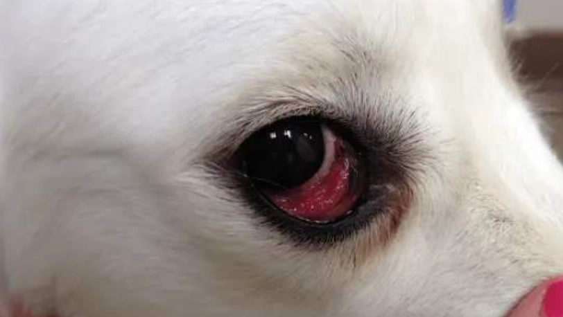 狗眼睛出血