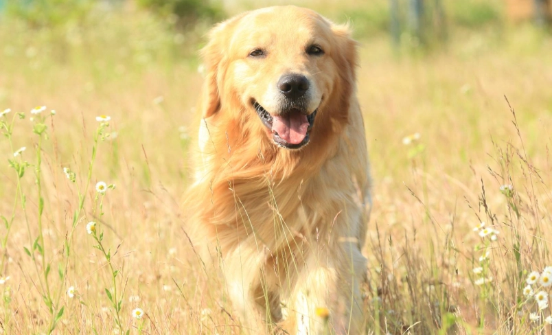 黃金獵犬領養完整指南：從評估、管道到接狗回家的所有細節