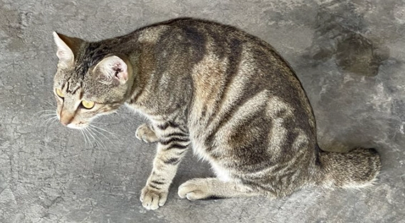 虎斑貓麒麟尾全解析：照顧指南、性格解密與常見迷思