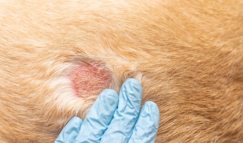 狗狗皮膚病會傳染給人嗎？獸醫解析傳染風險、症狀與預防全攻略