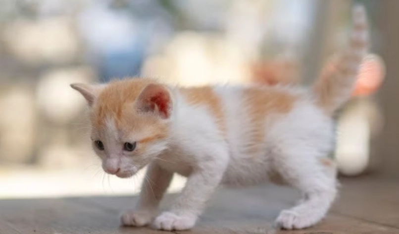 幼貓拉肚子很臭怎麼辦？獸醫解析原因與處理全攻略