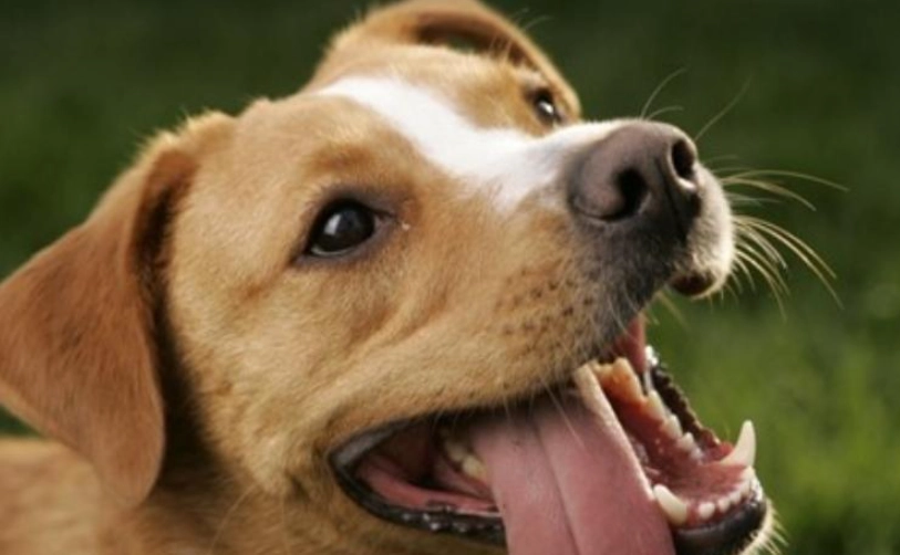 狗狗發燒怎麼辦