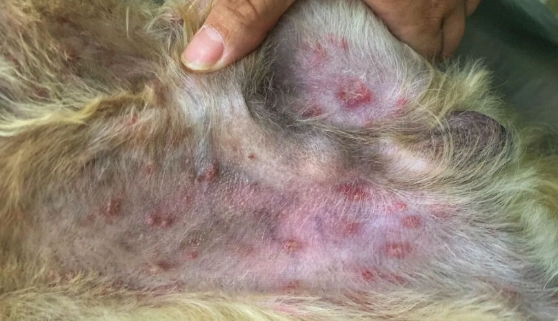 狗狗毛囊炎原因全解析：症狀、預防與治療指南