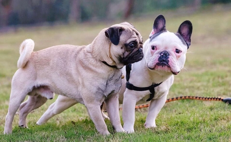 巴哥法鬥混種完整指南：個性、健康與飼養須知