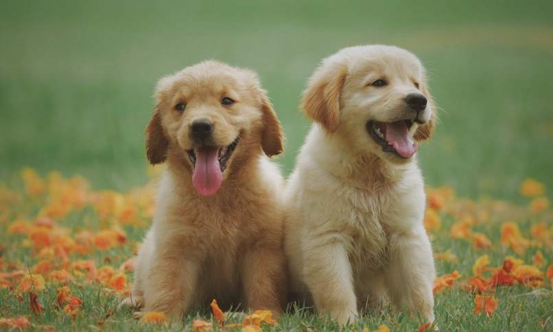 狗狗發燒怎麼辦