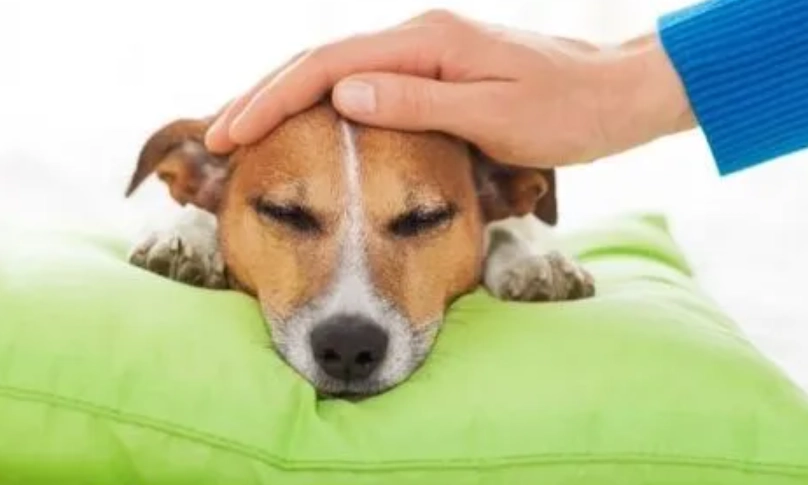 老狗發燒怎麼辦？症狀、原因與緊急處理全攻略