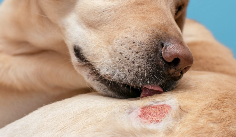 人畜共通皮膚病