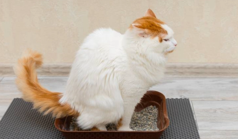 貓血尿怎麼辦？獸醫親授緊急處理與完整攻略