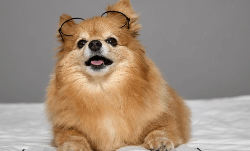 博美智商排名解析：聰明度評估與訓練實用指南