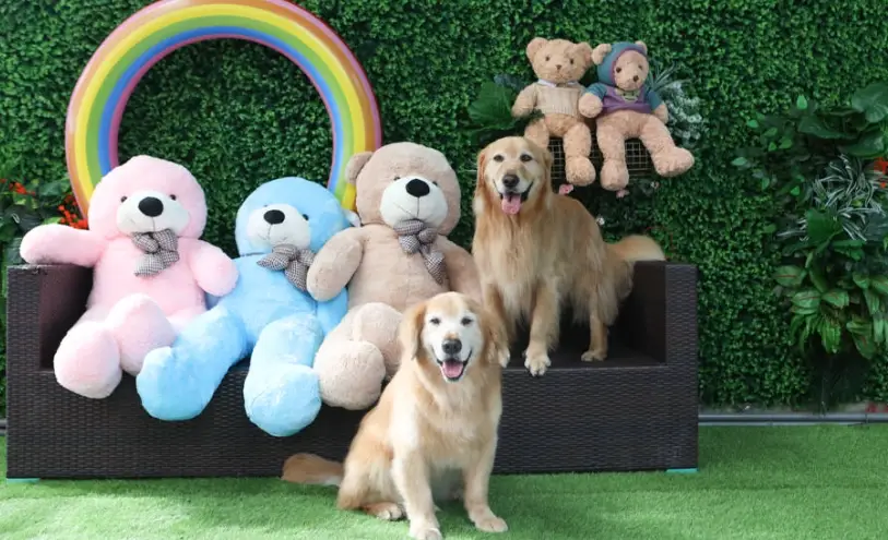 花蓮室內寵物景點全攻略：雨天炎夏帶毛孩出遊必備清單