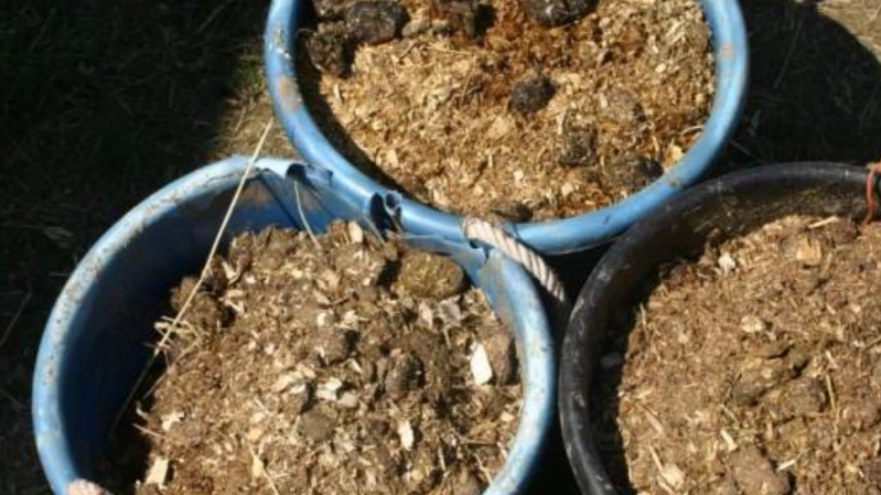 九層塔肥料製作