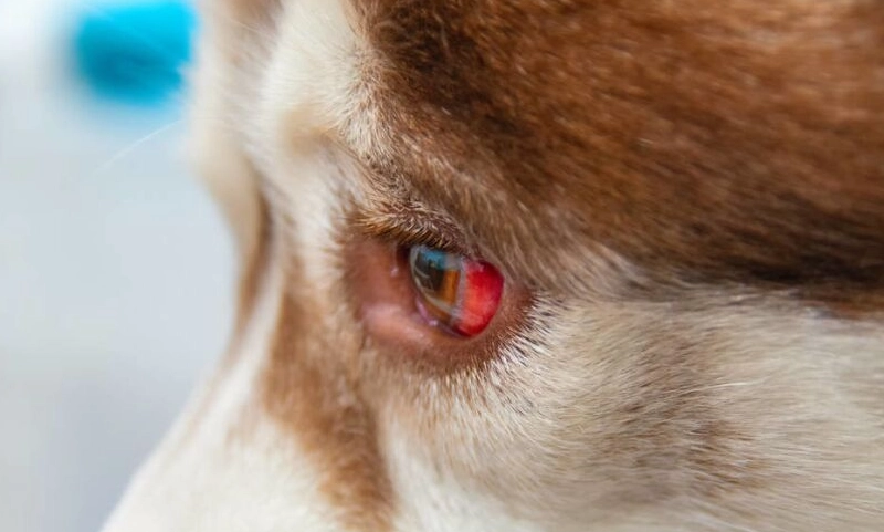 狗狗眼睛有血塊是警訊？獸醫解析原因、處理與費用指南