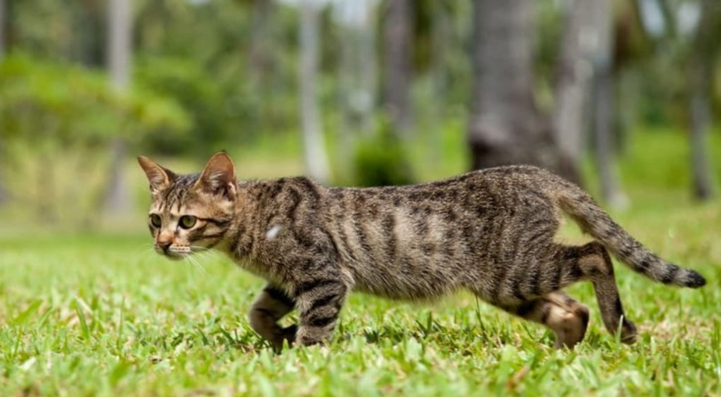 貓咪與主人互動