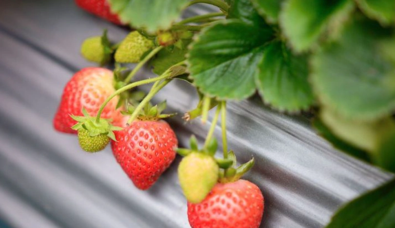 內湖草莓季攻略：農場推薦、採果技巧與一日遊行程規劃