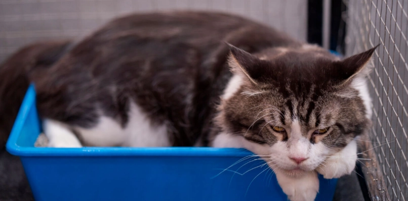 母貓血尿原因大解析：從緊急處理到日常預防