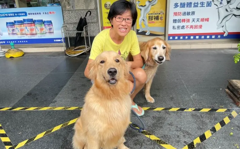 台灣黃金獵犬領養