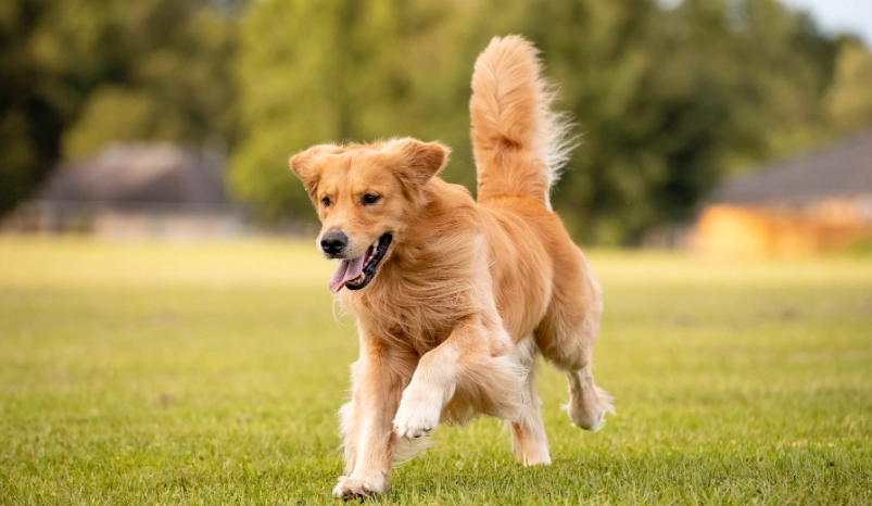 狗狗發燒很喘怎麼辦？獸醫教你緊急處理與居家照護指南