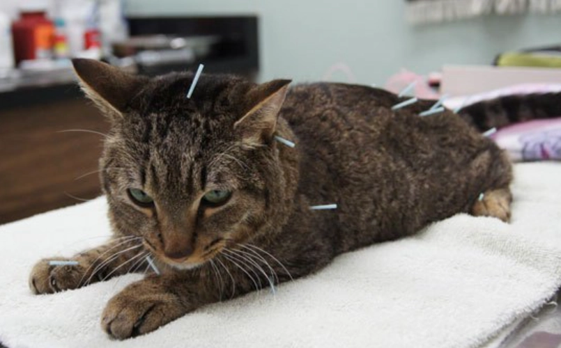 香港貓針灸全攻略：療效、費用、獸醫推薦與常見問題