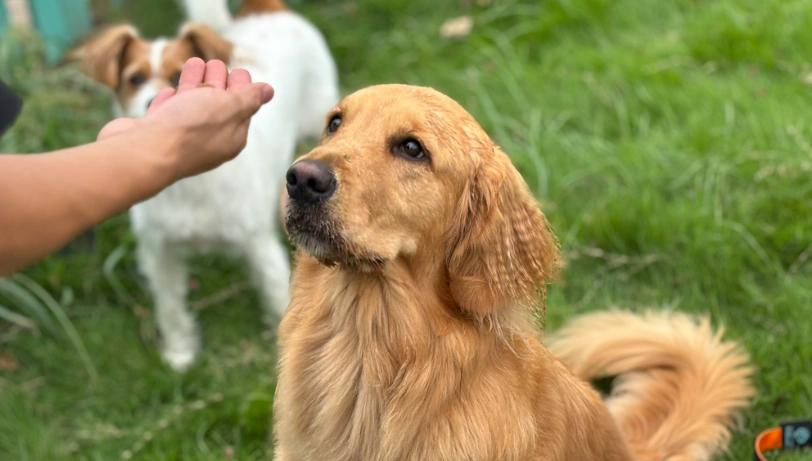 領養黃金獵犬注意事項
