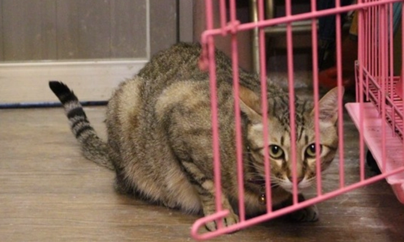 貓咪與主人互動