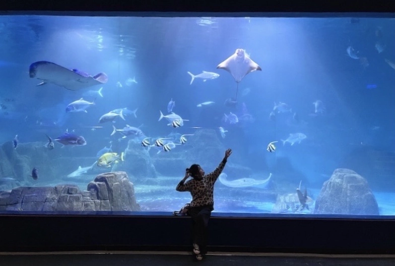 寵物室內遊樂場